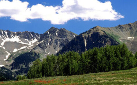 Aspen's Meatless Mondays