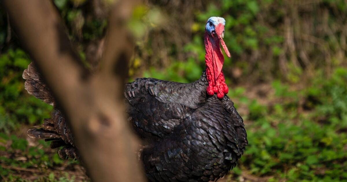 12 Wonderful Turkey Facts That Will Make Your Thanksgiving a Vegan One |  VegNews