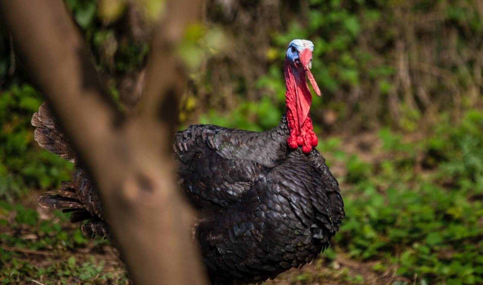 12 Wonderful Turkey Facts That Will Make Your Thanksgiving a Vegan One | VegNews 12 Wonderful Turkey Facts That Will Make Your Thanksgiving a Vegan One | VegNews