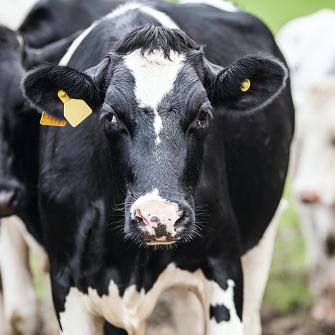 Top 15 Meat and Dairy Producers Emit Nearly as Much Methane as the Entire EU, Study Finds