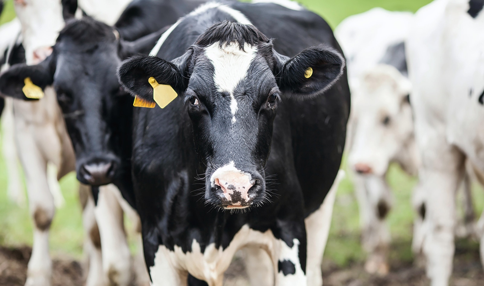 Top 15 Meat and Dairy Producers Emit Nearly as Much Methane as the Entire EU, Study Finds