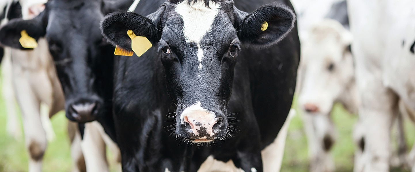 Top 15 Meat and Dairy Producers Emit Nearly as Much Methane as the Entire EU, Study Finds