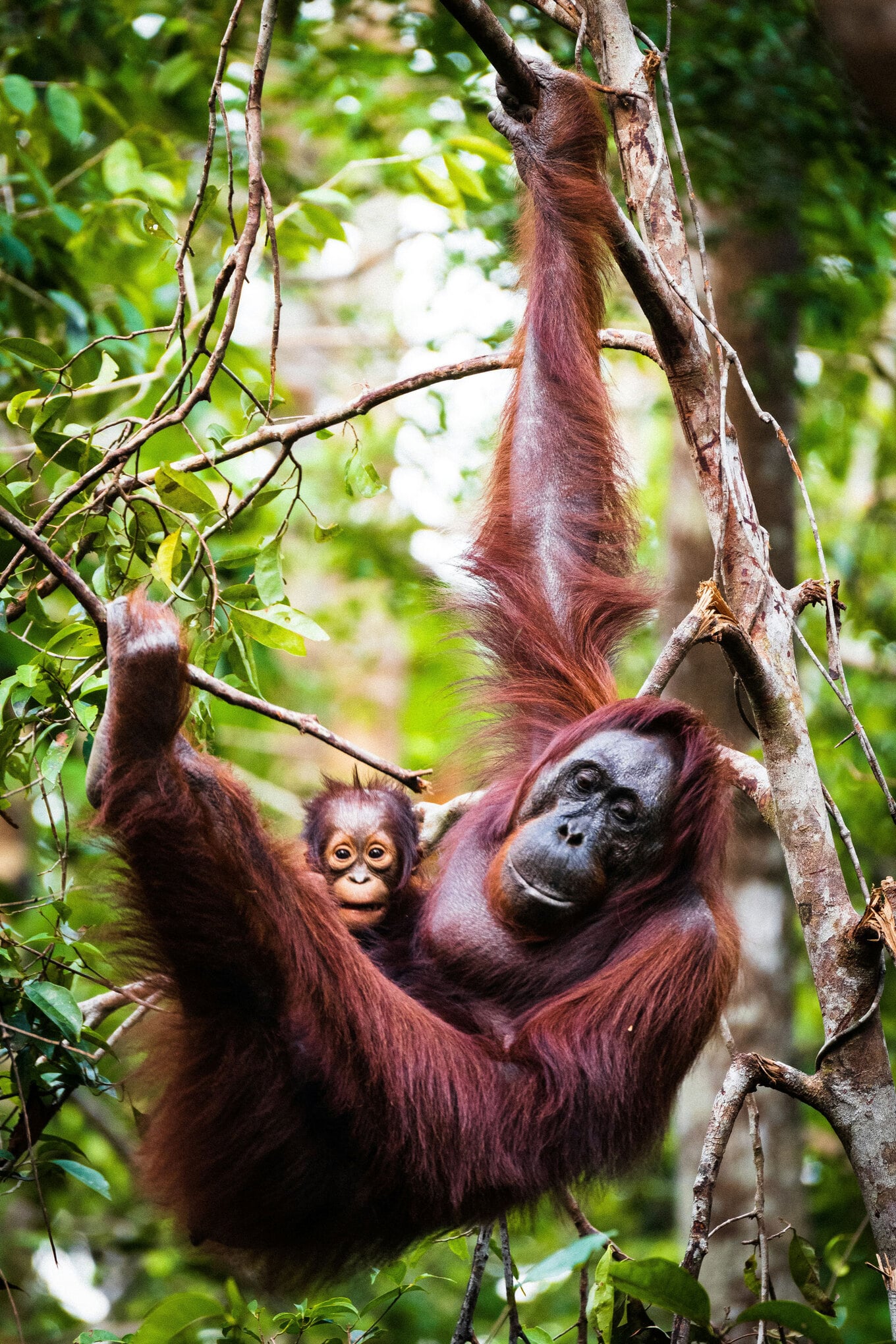 VegNews.Orangutans.DimitryBUnsplash
