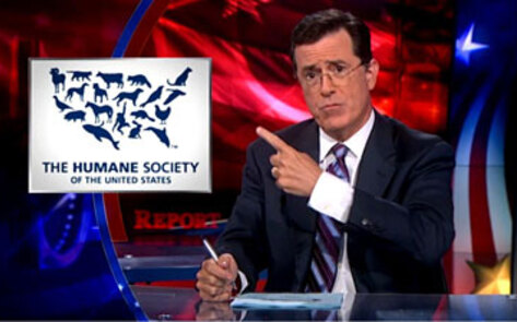 Colbert Blasts King Over Dog Fight Comments