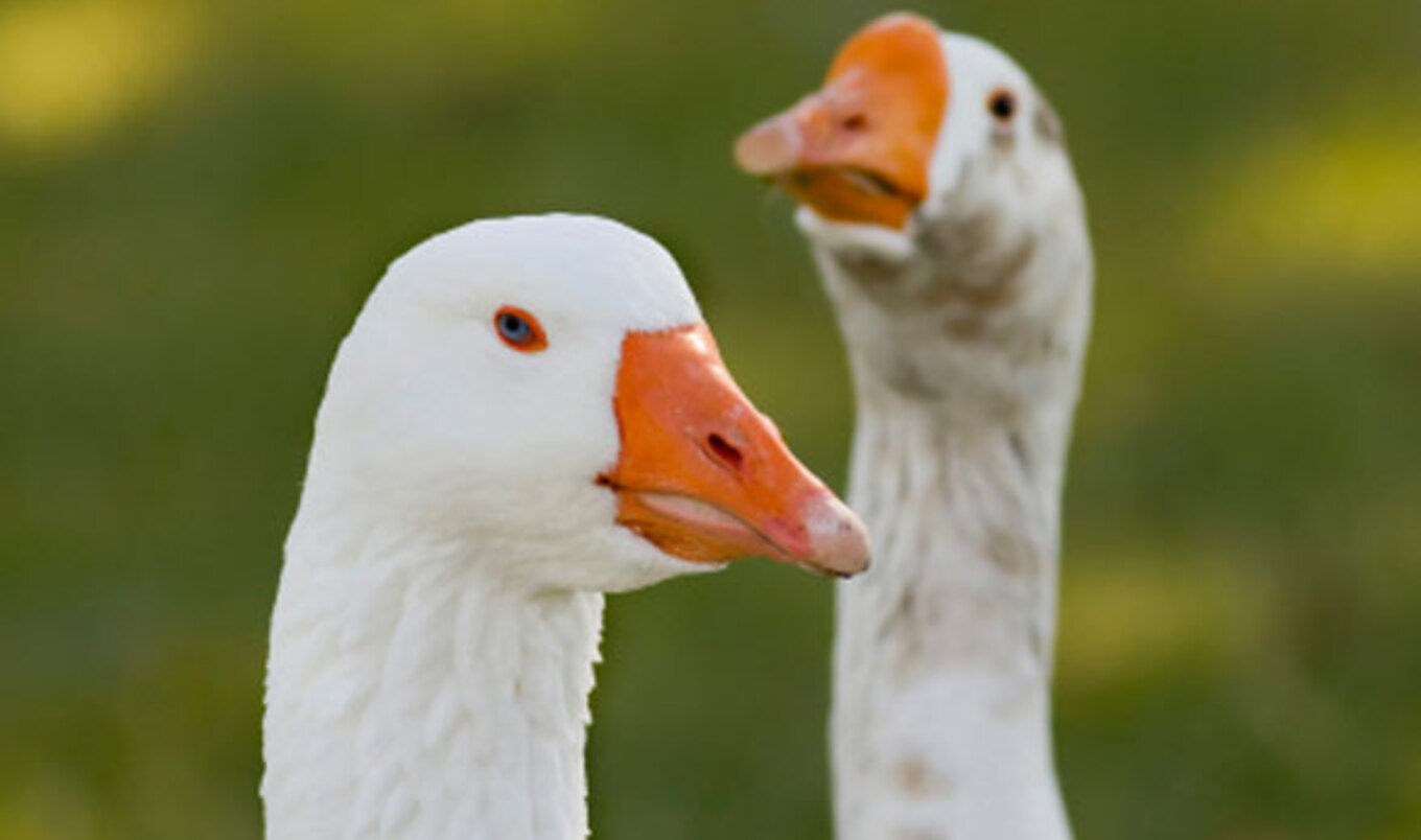 San Francisco's Ban on Foie Gras