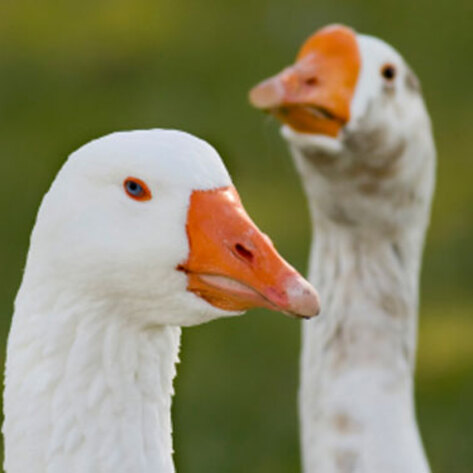 San Francisco's Ban on Foie Gras