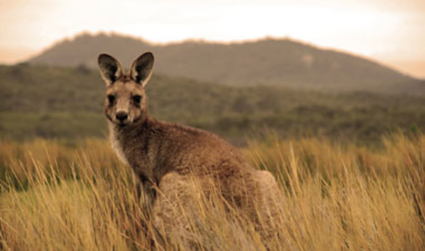 Wild Animals Help Kangaroos Escape Wildlife Park