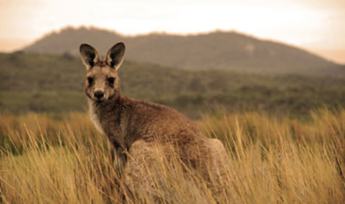 VND_kangaroo