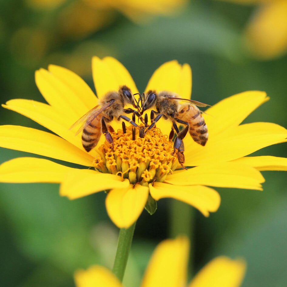 Your Next Trip to the Supermarket Can Support Bees
