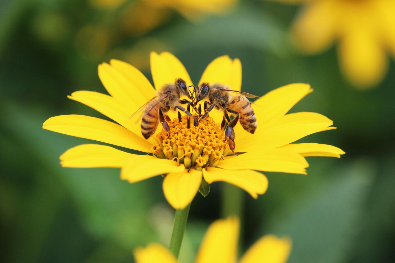VegNews.Bees.MauroFossati.Pexelspg
