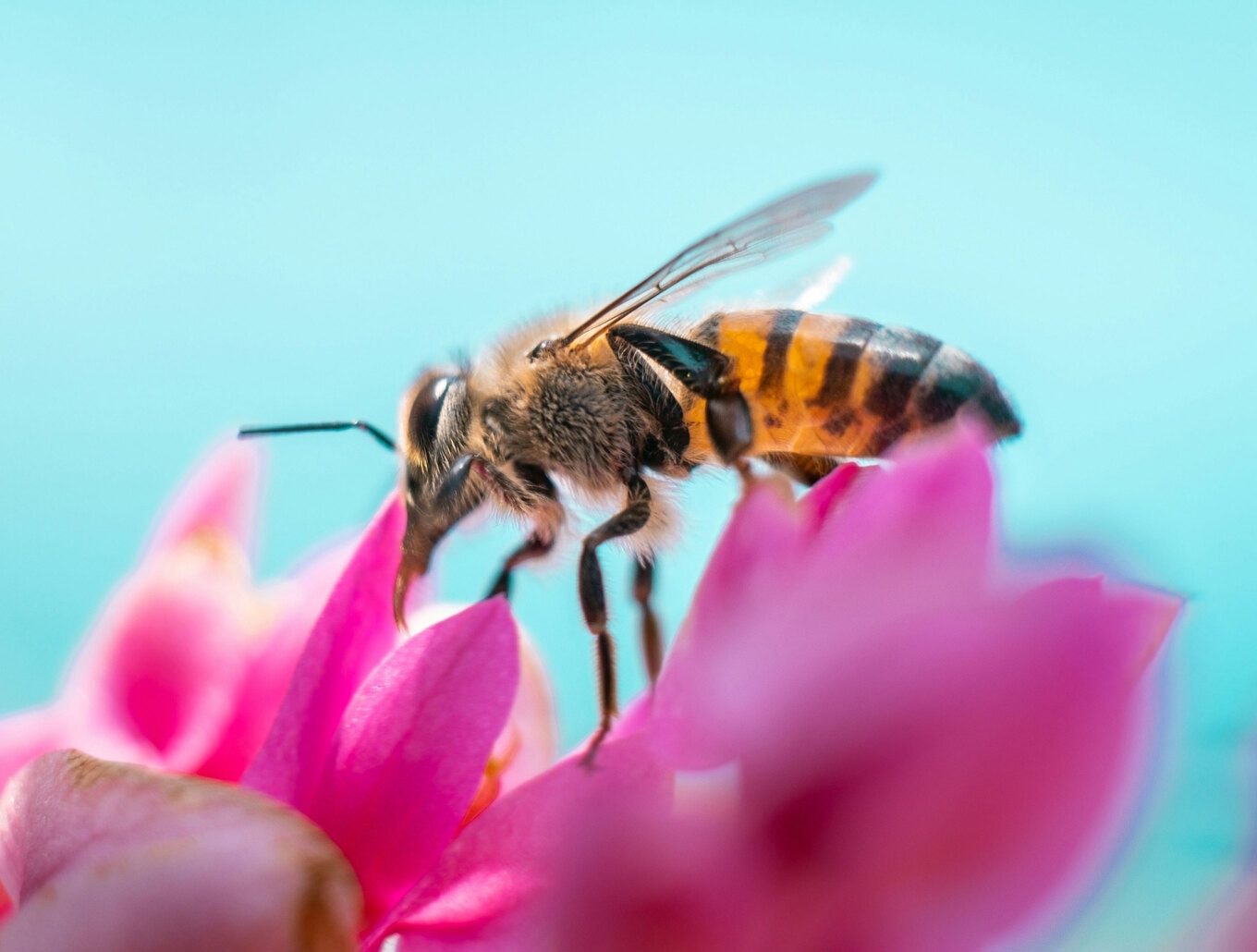 VegNews.Bee.ArusflyUnsplash