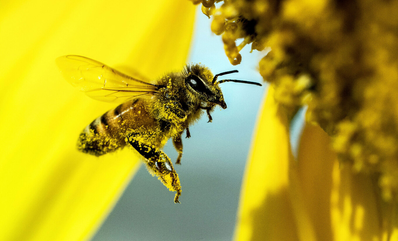 VegNews.Honeybee.DavidClodeUnsplash