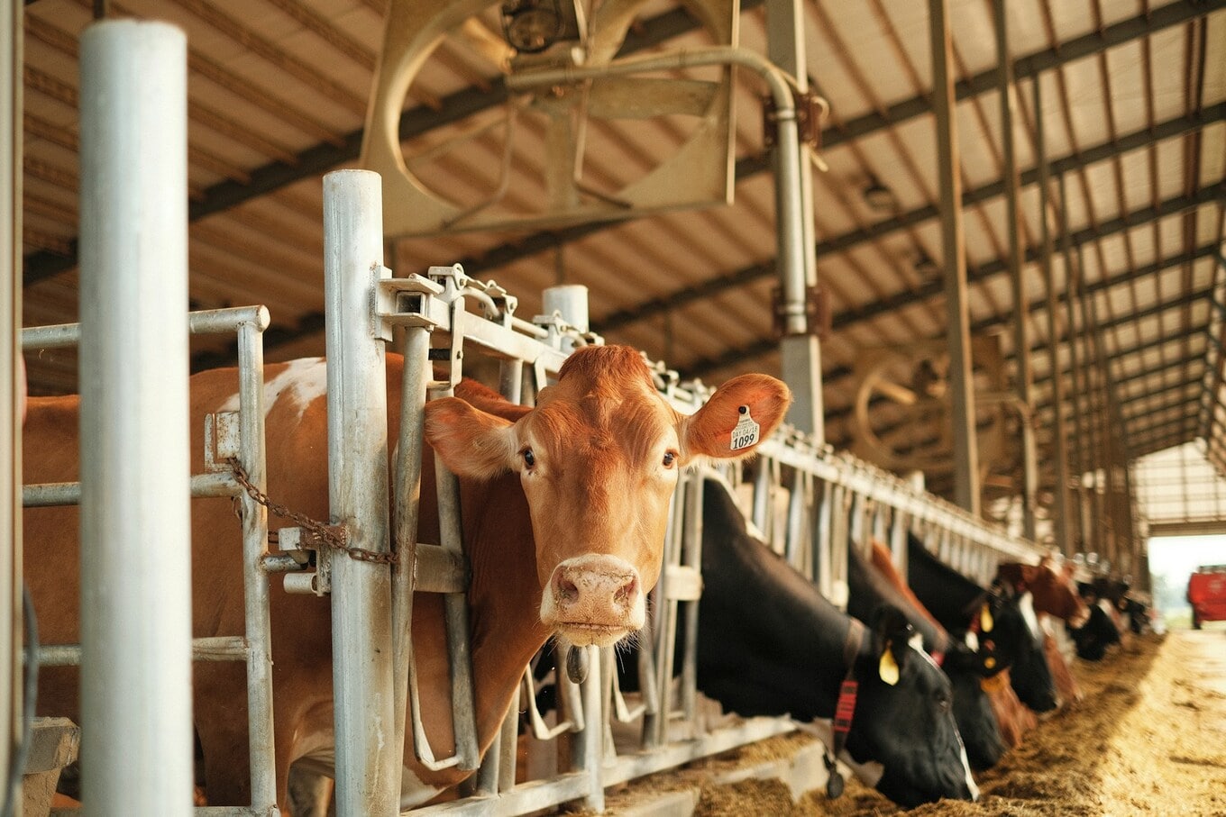VegNews.cowfarm.unsplash