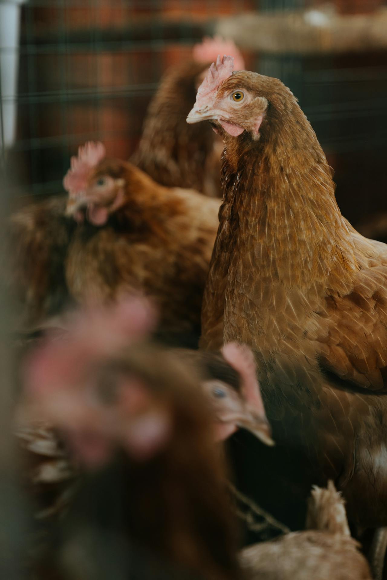 VegNews.chickenfarm.pexels