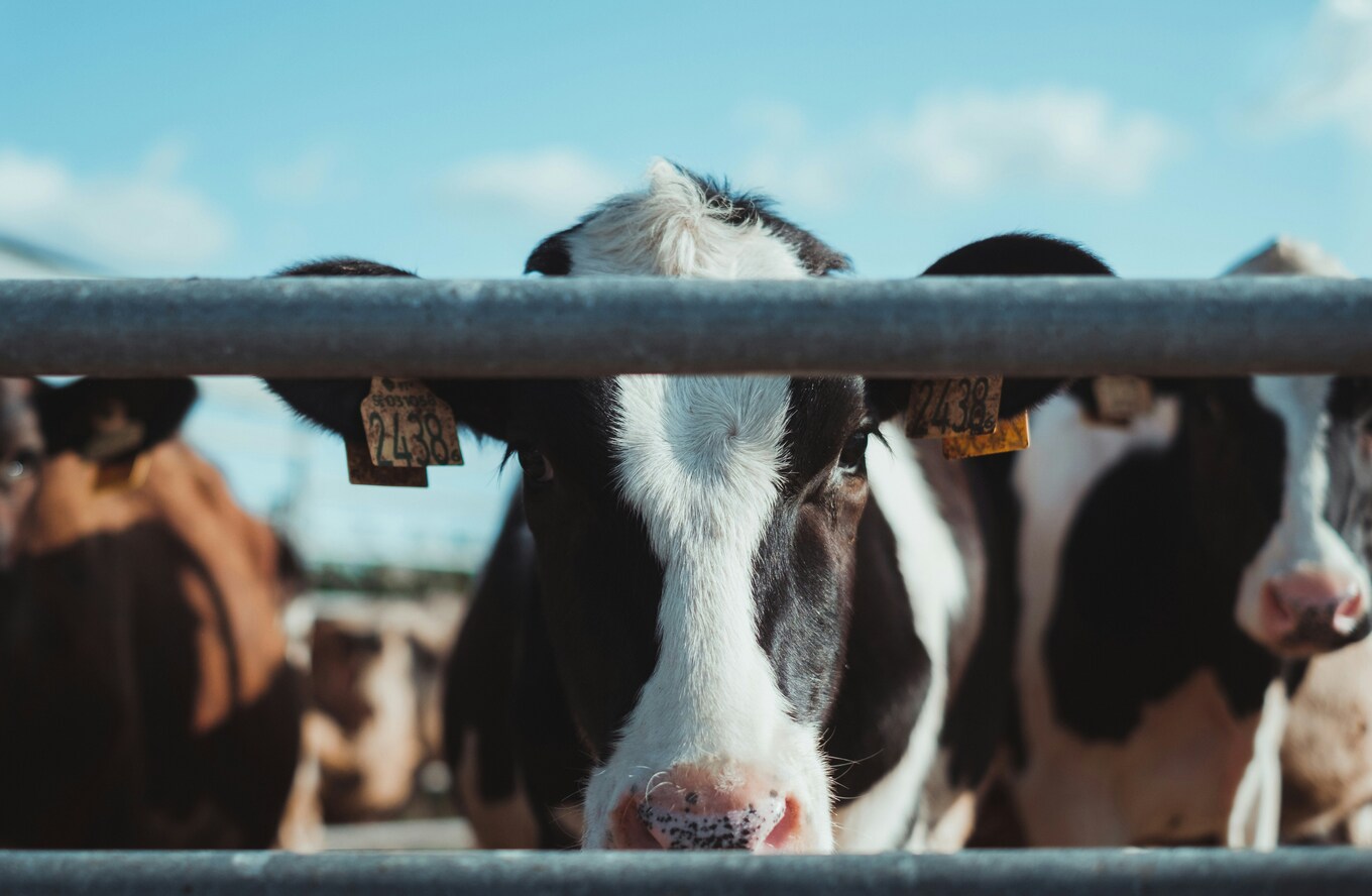VegNews.Cows.Unsplash