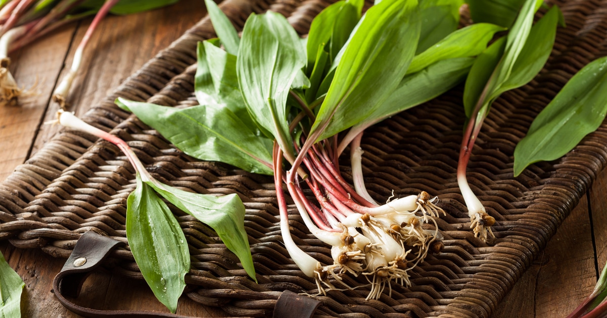 How to Forage and Cook With Ramps, the Spring Vegetable of the Moment - Vimarsana News