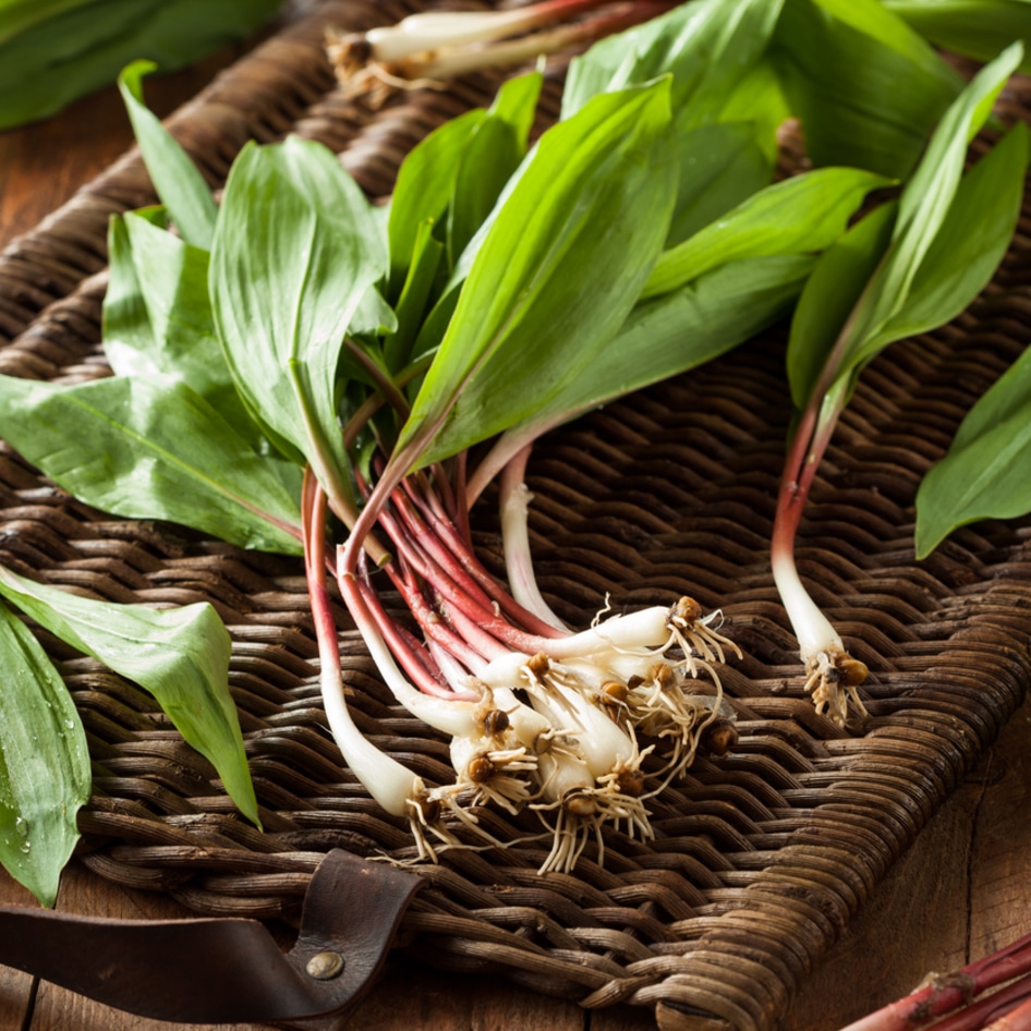 How to Forage and Cook With Ramps, the Spring Vegetable of the Moment