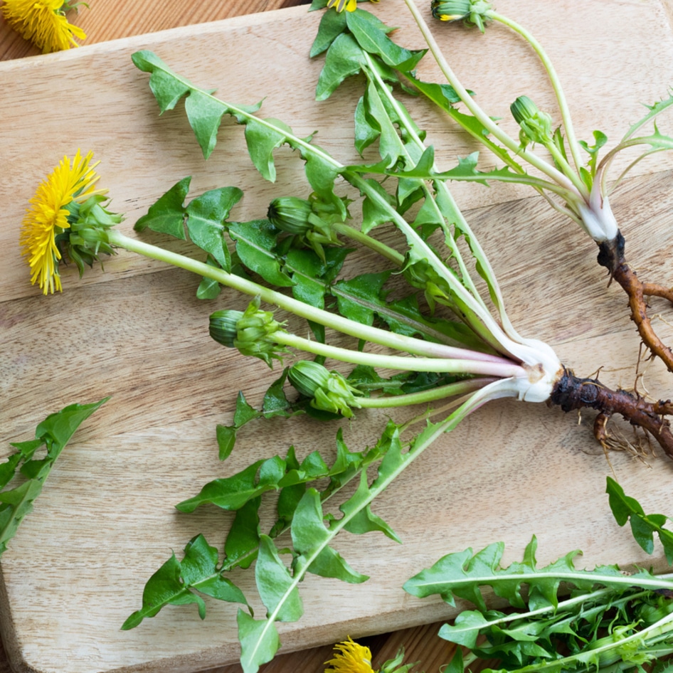 7 Tips to Help You Start Foraging Dandelions, Mallow, and More From Your Own Backyard