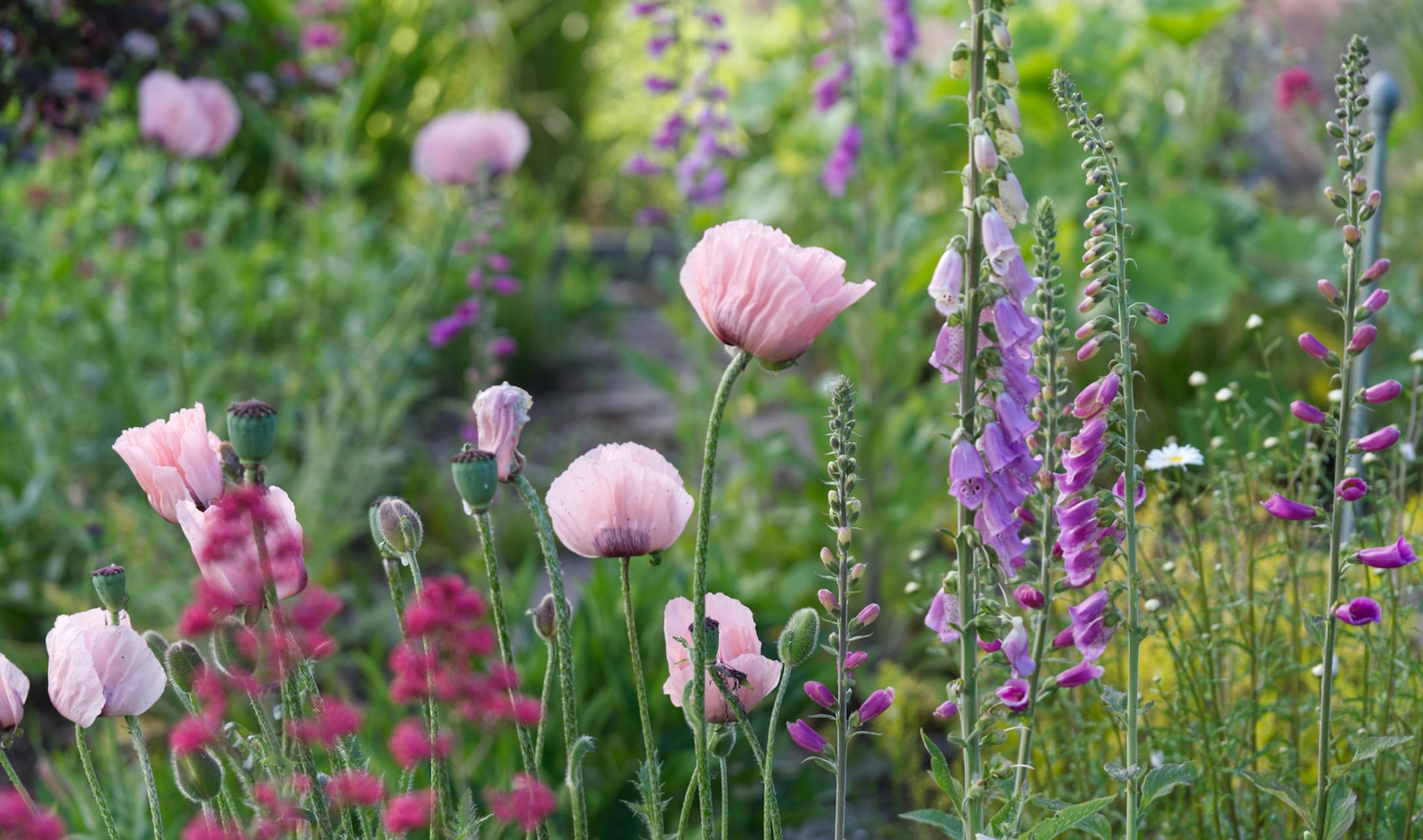 Save the Bees: How to Turn Your Backyard Into a Pollinator Paradise