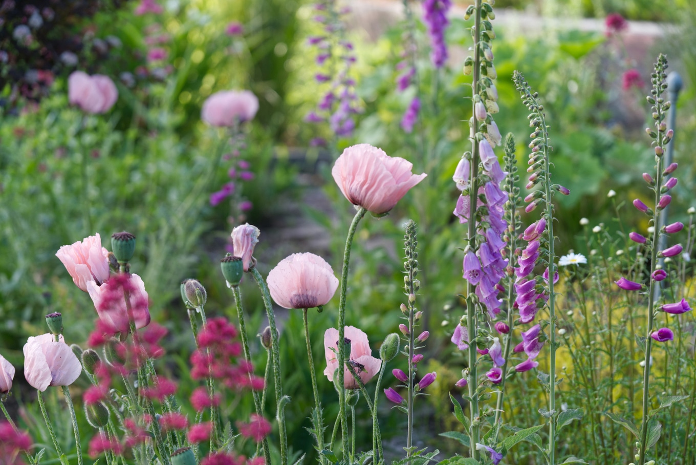 VegNews.Garden.Getty