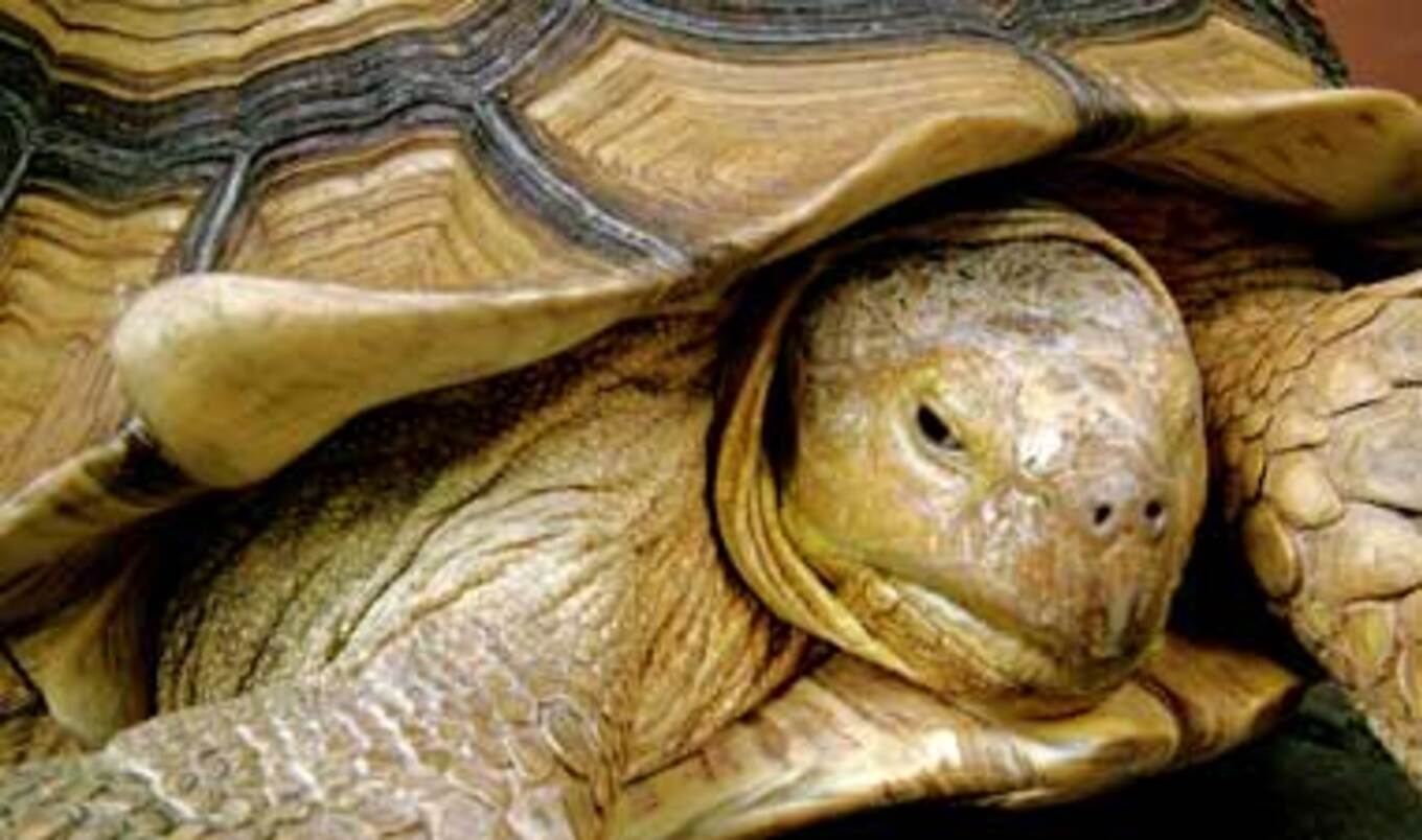 Human Trash is Taking a Toll on Sea Turtles