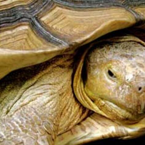 Human Trash is Taking a Toll on Sea Turtles