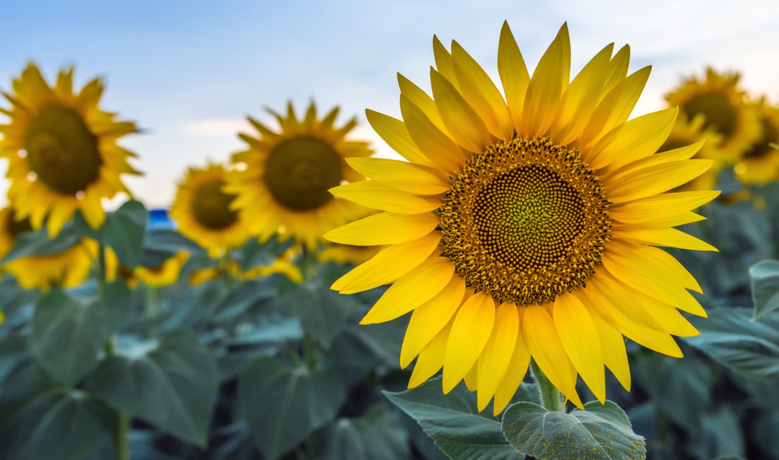 The Sunflower Lover's Guide to Growing, Cooking, and Eating Summer's Favorite Flower