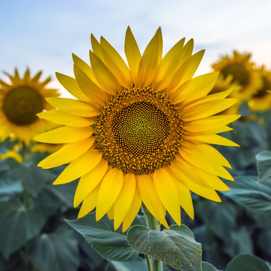 The Sunflower Lover's Guide to Growing, Cooking, and Eating Summer's Favorite Flower