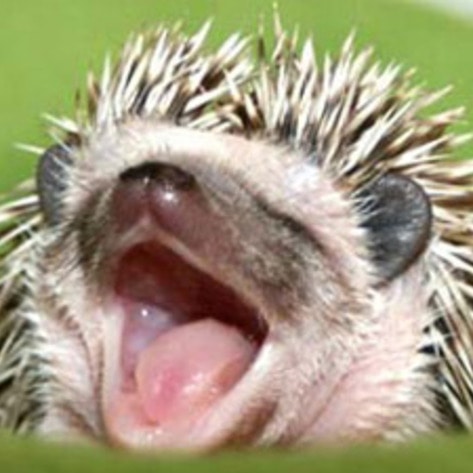 Dr. Greger's Hedgehog Humor