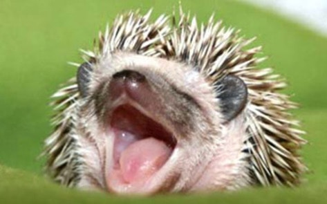 Dr. Greger's Hedgehog Humor