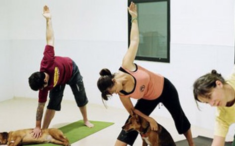 Yoga for Dogs