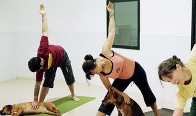 dog.yoga