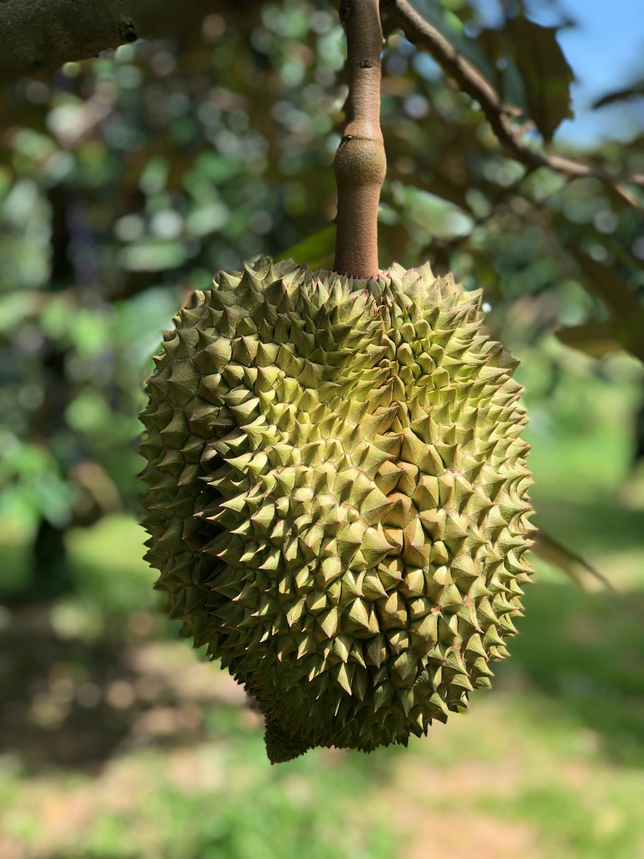 Durian%20Fruit