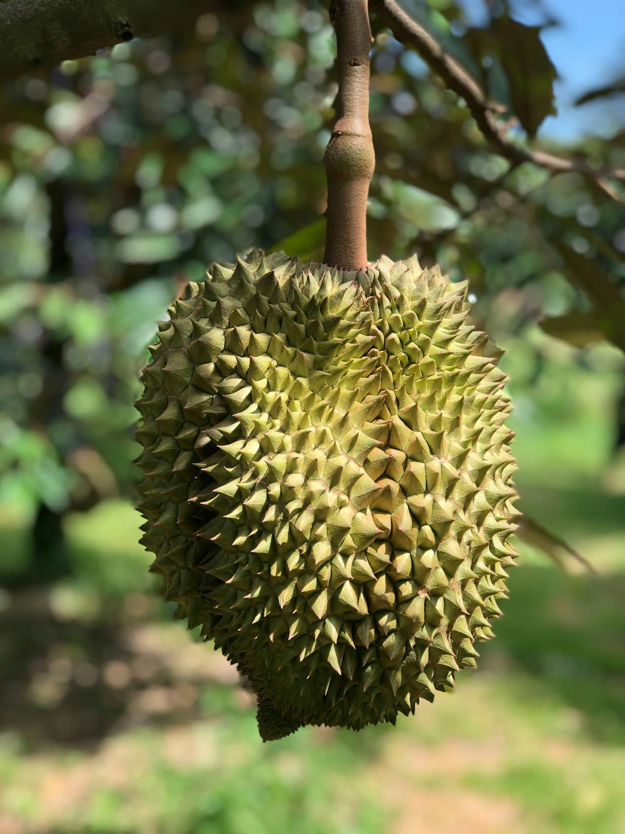 Durian Fruit