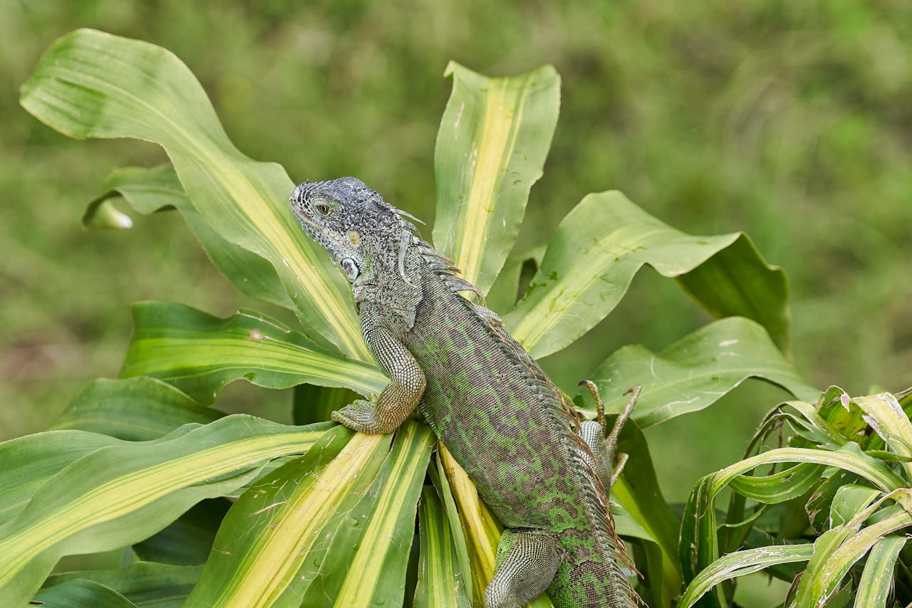 Green Iguana