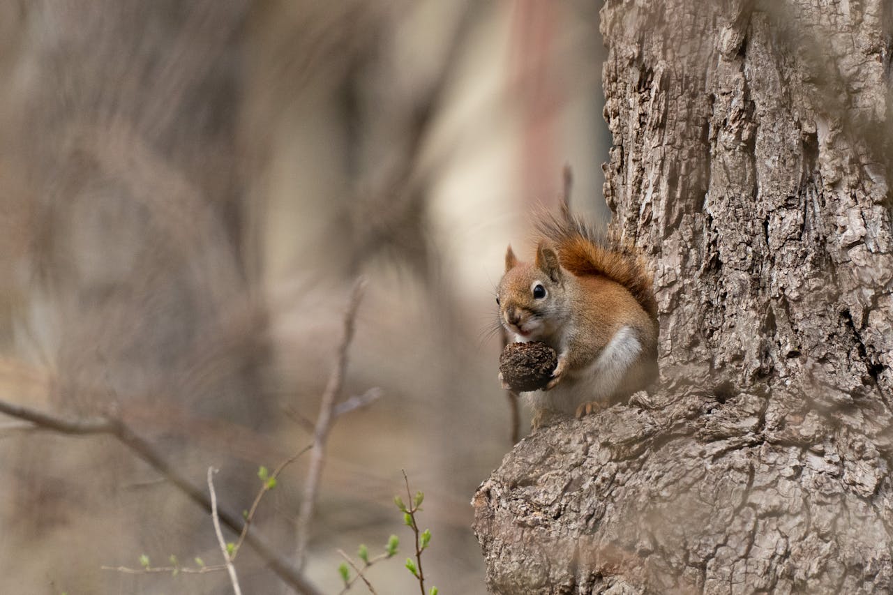 Red squirrel