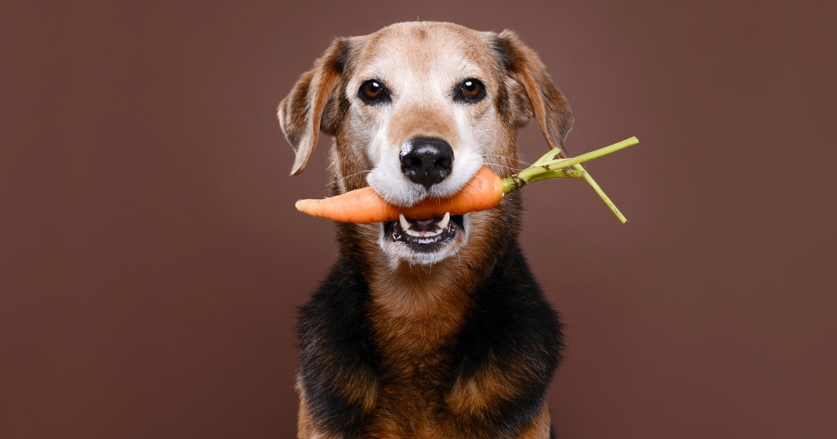 Meat-Based Kibble Diets for Dogs: Is Less Meat Healthier? Meat-Based Kibble Diets for Dogs: Is Less Meat Healthier?
