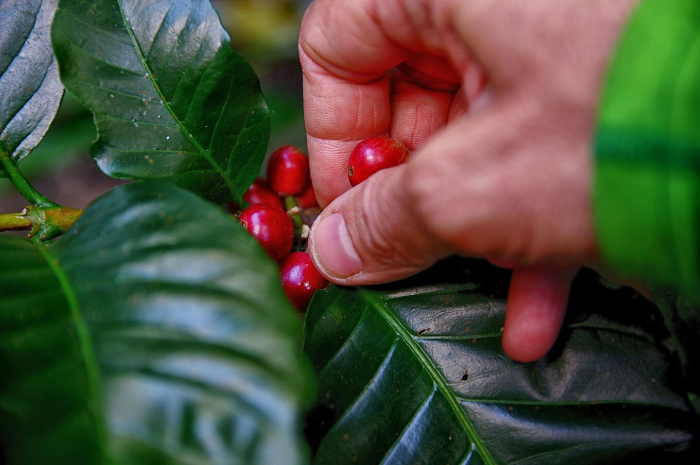 Coffee-Production