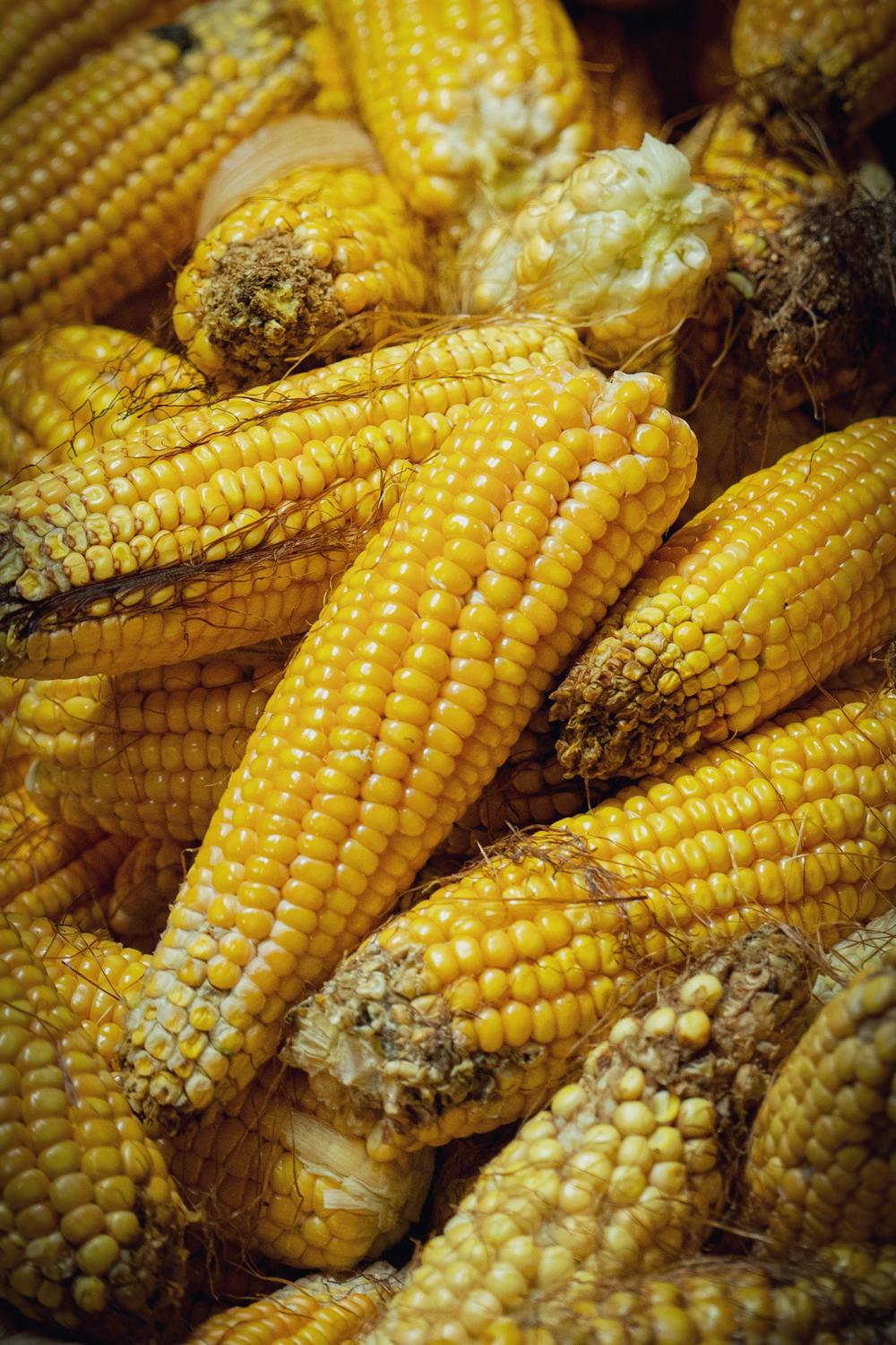 Corn on the cobs