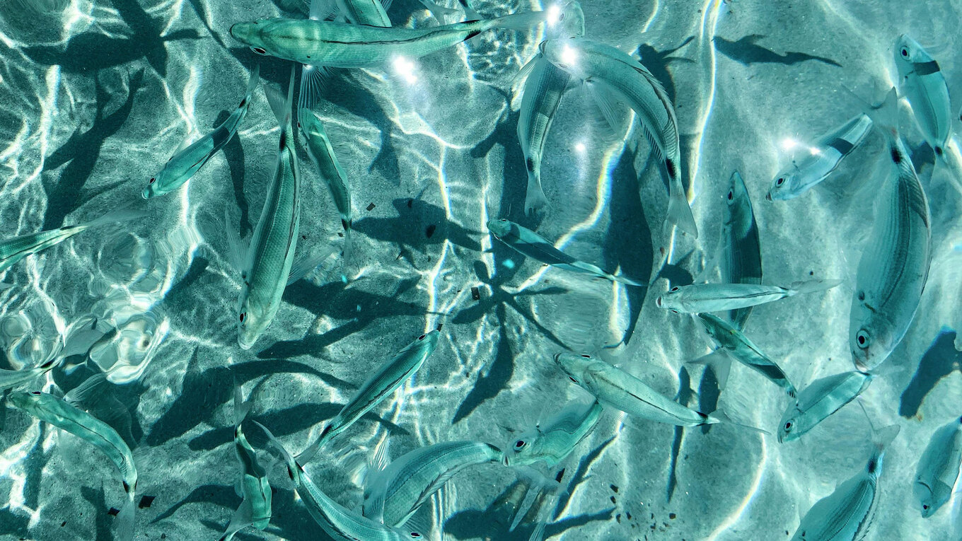 Fish-Swimming