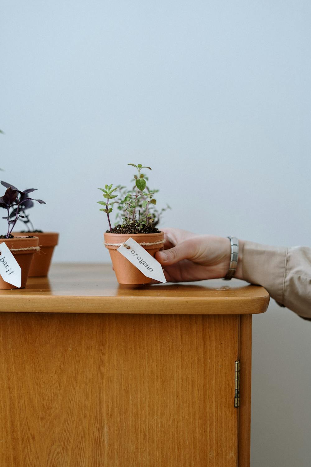 Herbs in pots