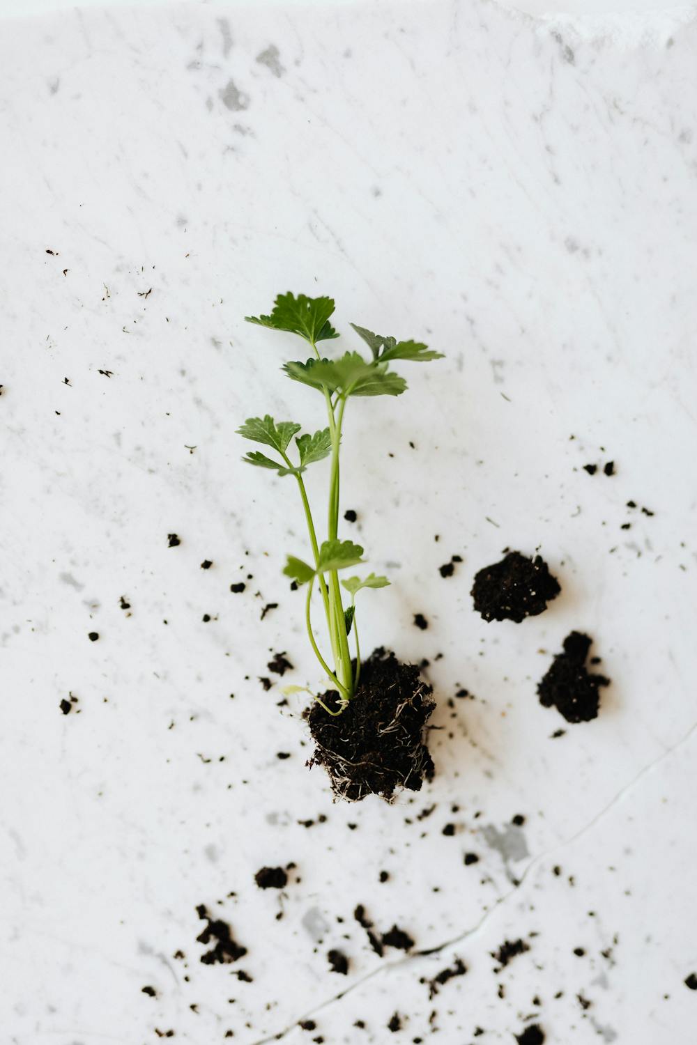 Parsley