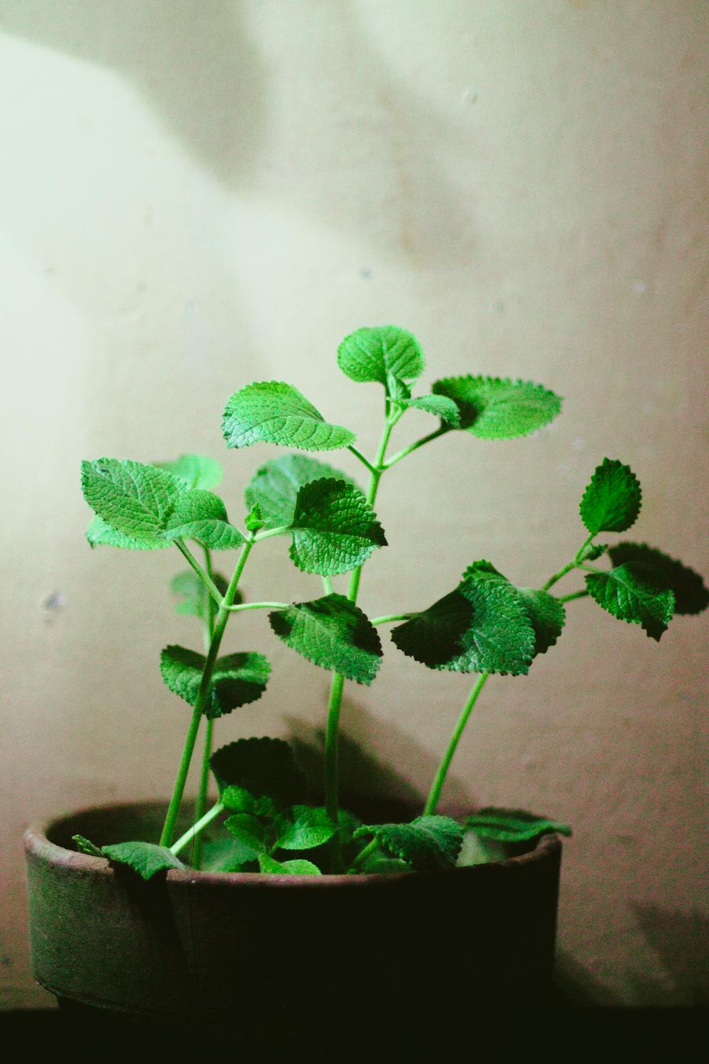 Oregano