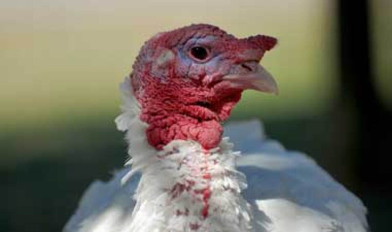 Farm Sanctuary Joins <i>Free Birds</i> to Help Turkeys