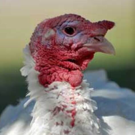 Farm Sanctuary Joins <i>Free Birds</i> to Help Turkeys