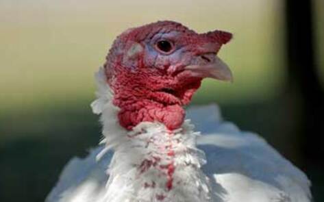 Vegan Turkey Celebration Featured on ABC News