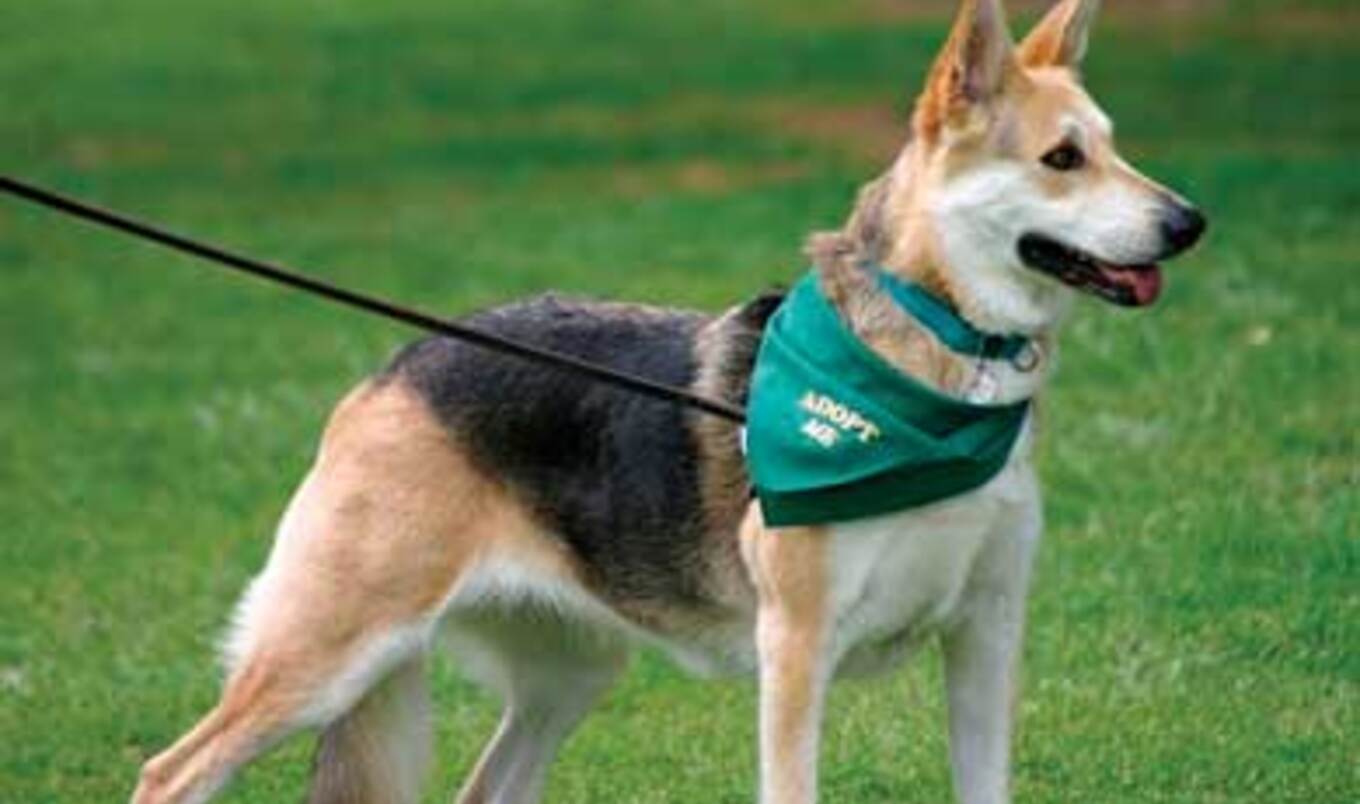 How to Responsibly Adopt a Companion Animal