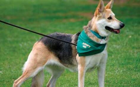 How to Responsibly Adopt a Companion Animal