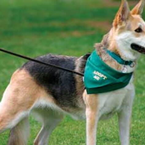 How to Responsibly Adopt a Companion Animal