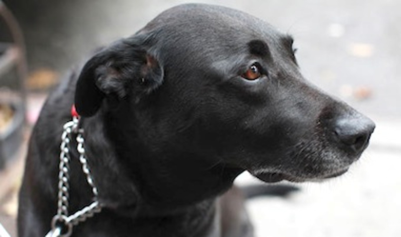MRIs Show Dogs and Humans Have Similar Emotions